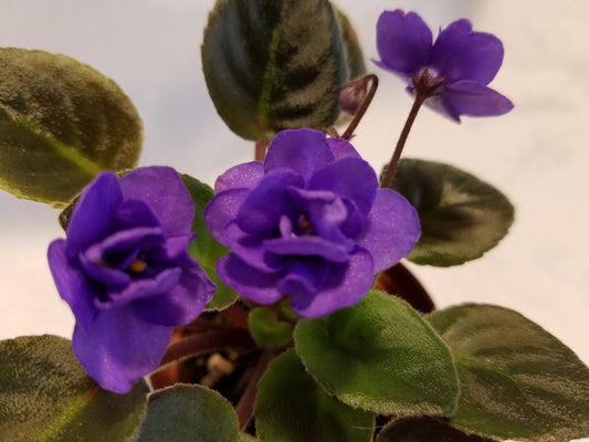 Mickey Mouse - African Violet