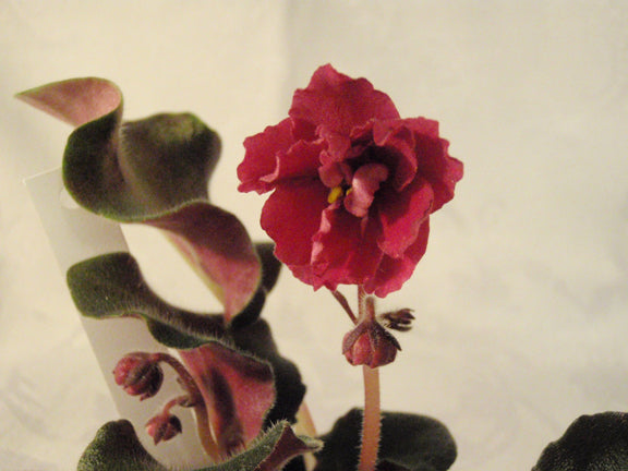 Lyon's Midnight Sun - African Violet