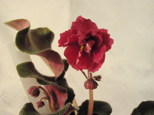 Lyon's Midnight Sun - African Violet