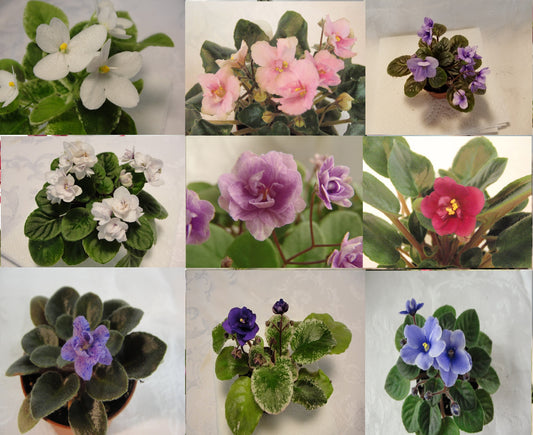 Dark Kiss - African Violet- (No Photo Available)
