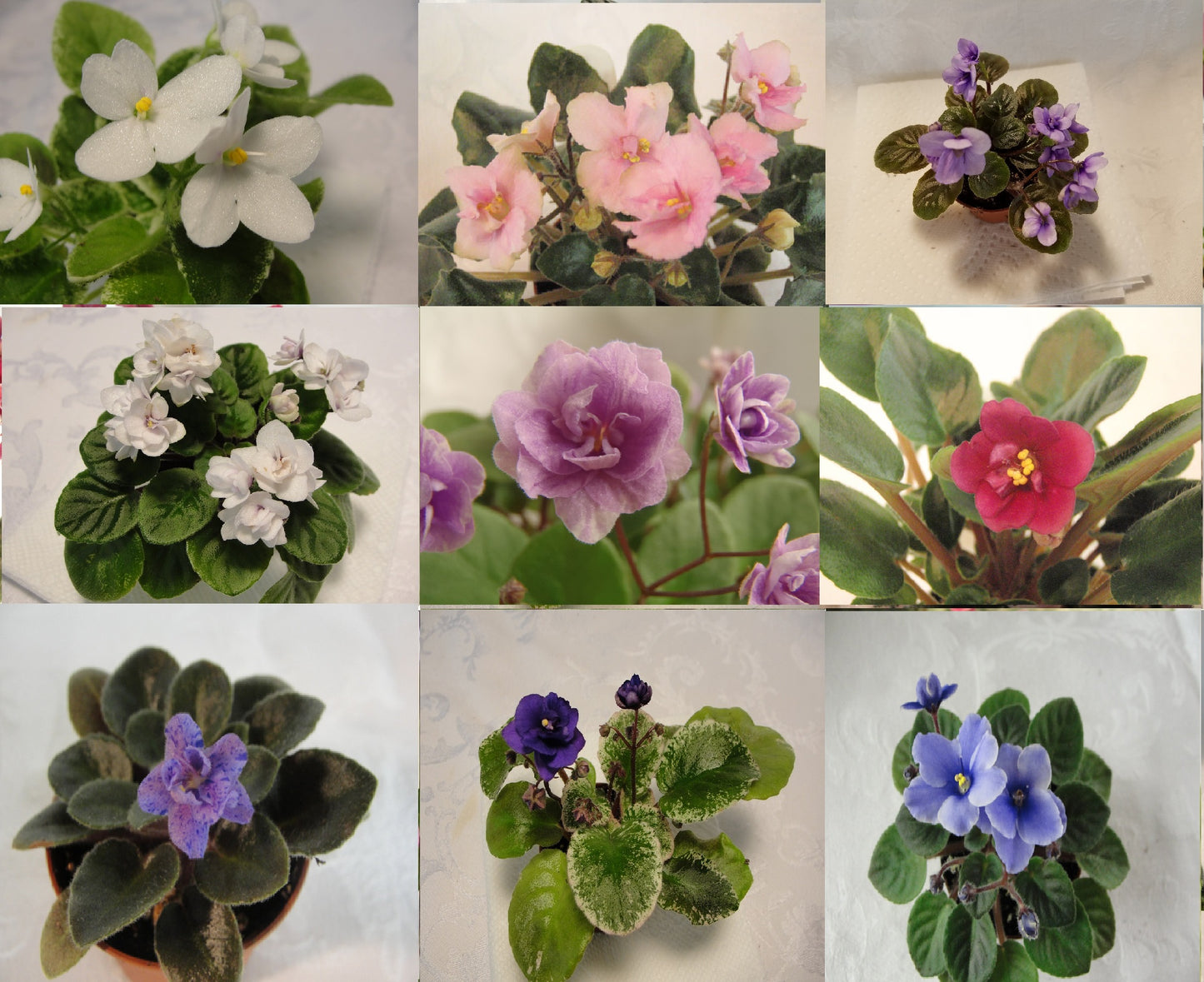 Jersey Fantasy Trail  - African Violet- (No Photo Available)