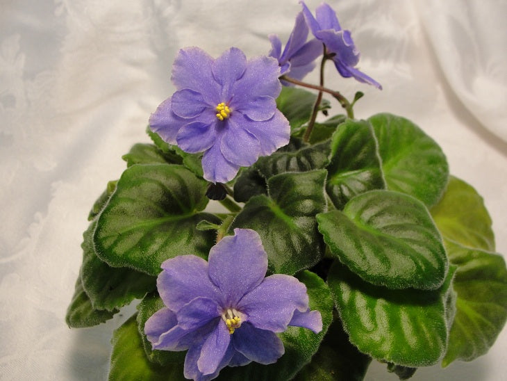 Moonlit Waters - African Violet