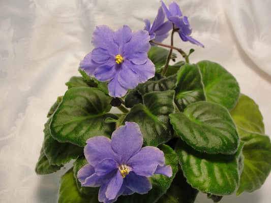 Moonlit Waters - African Violet