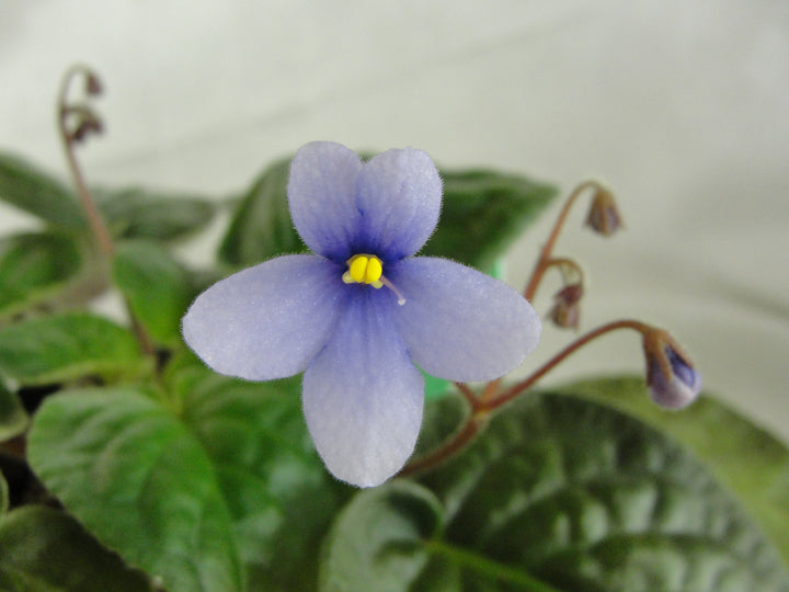Neptune- African Violet