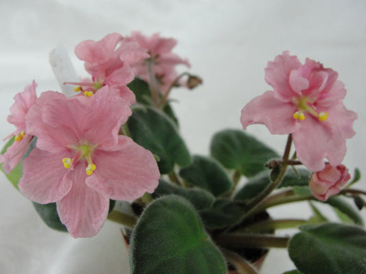 Ness' Sheer Peach - African Violet