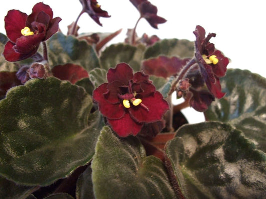Night Fever- African Violet