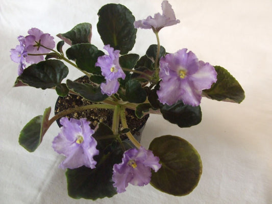 Opera's Paolo- African Violet
