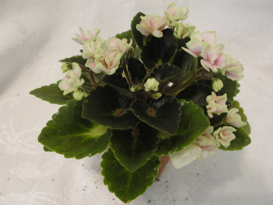 Petite Blarney - African Violet