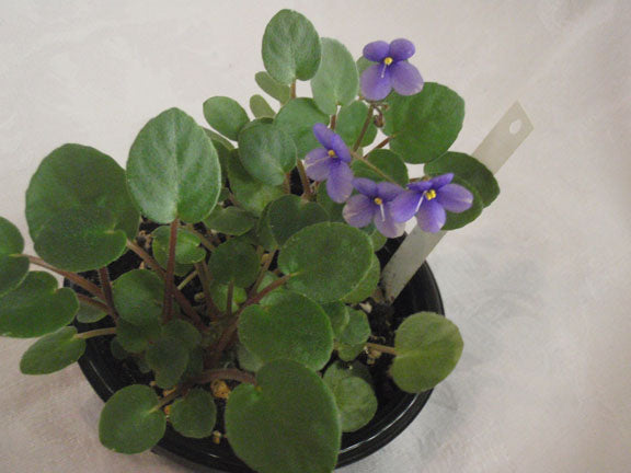 Pixie Blue - African Violet