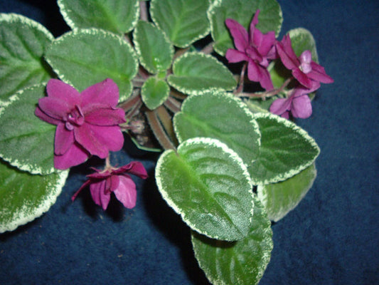 Pow Wow - African Violet