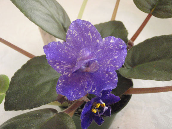 Rainbow's Quiet Riot - African Violet
