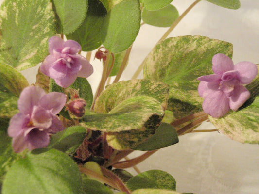 Ramblin' Amethyst - African Violet