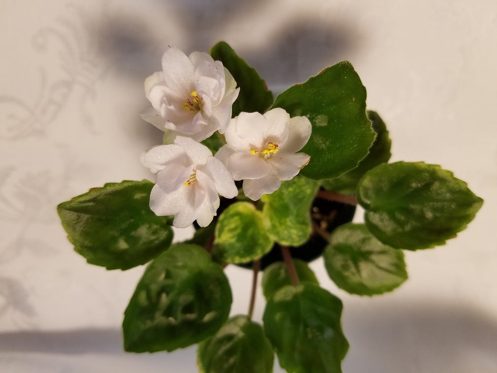 Ramblin' Lace - African Violet