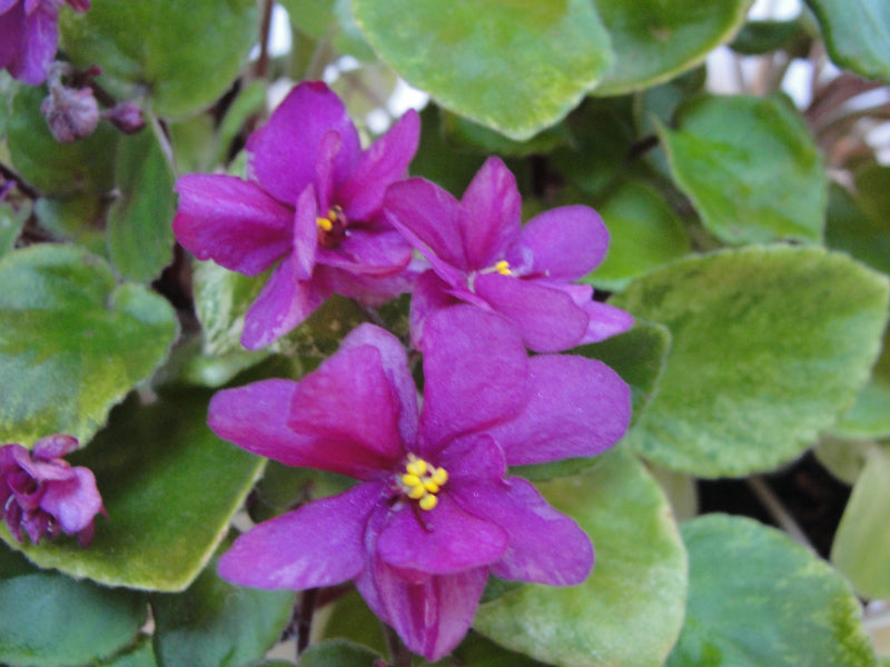 Ramblin' Sunshine - African Violet