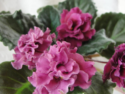 Redoubled - African Violet