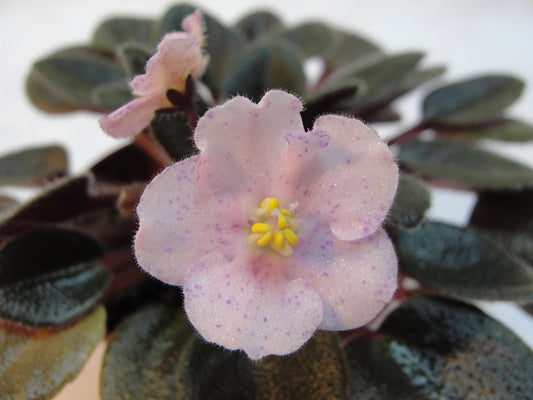 Rob's Berry Shake - African Violet