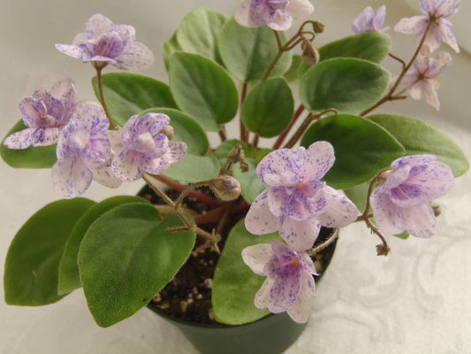Rob's Boolaroo - African Violet