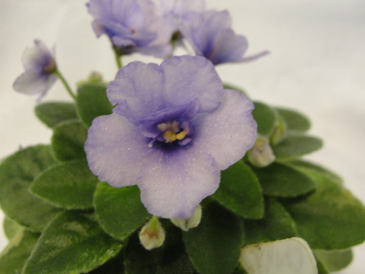 Rob's Chilly Willy - African Violet