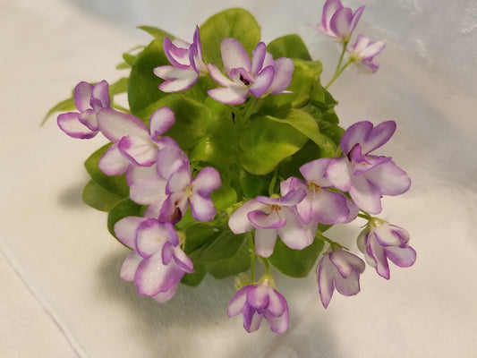 Rob's Humpty Doo - African Violet