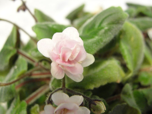 Rob's Vanilla Trail - African Violet