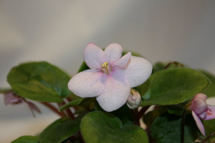 Rob's Willawong - African Violet
