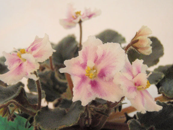 Rob's Boondoggle - African Violet