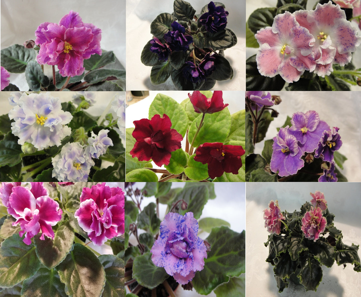 23-Rechka Volga (Volga River) - African Violet- (No Photo Available)
