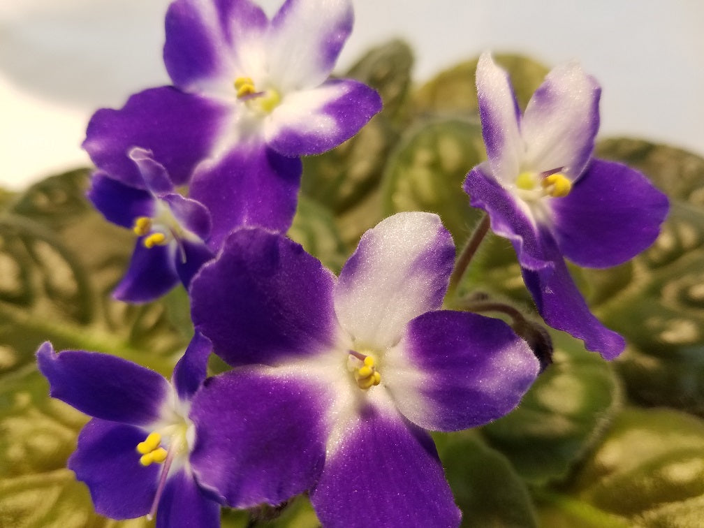Saddle Shoes- African Violet