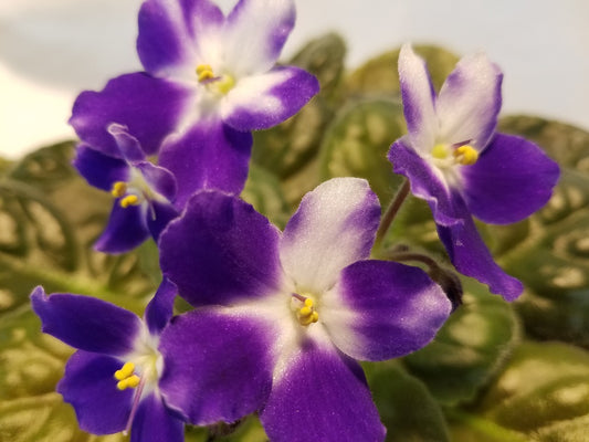 Saddle Shoes- African Violet