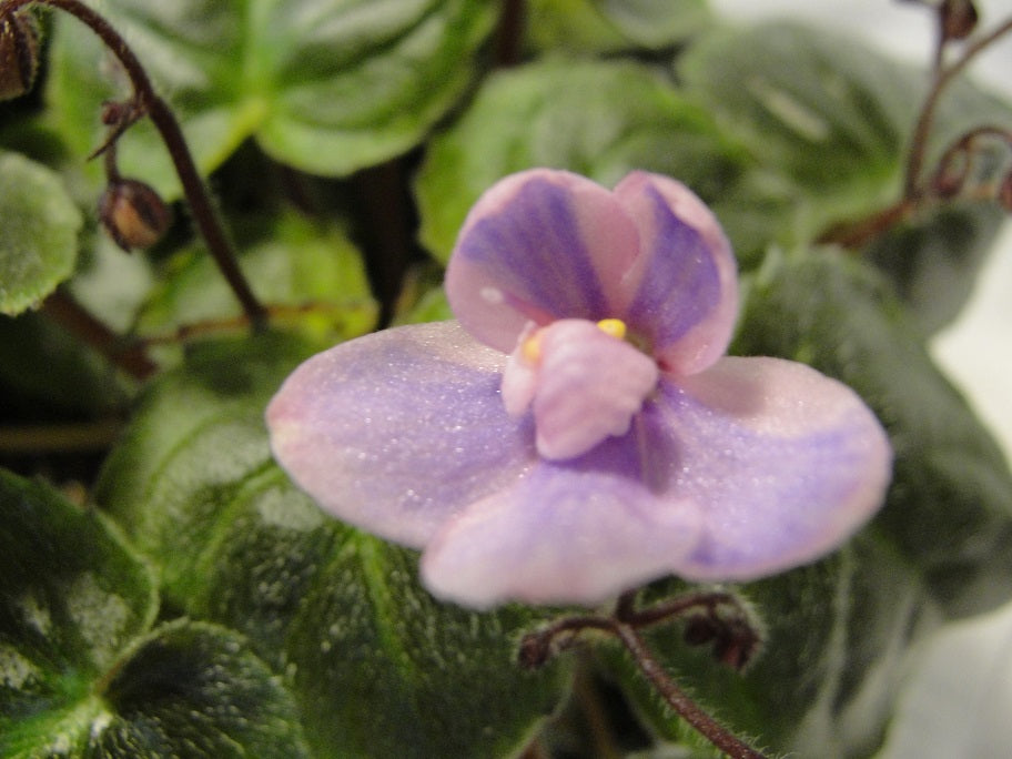 Scuba Diver - African Violet
