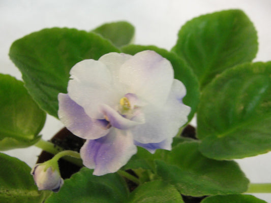 Silverglade Baubles - African Violet