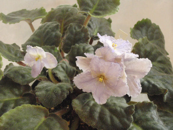 Sky Diver - African Violet