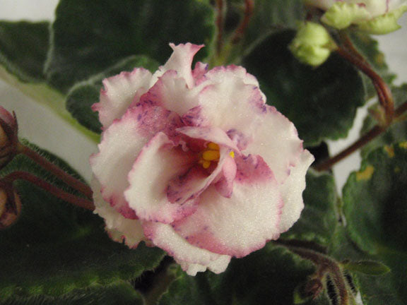 Stargate - African Violet