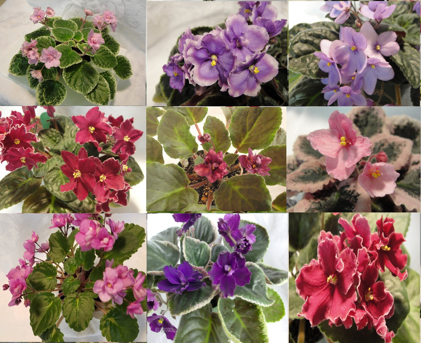 LE-Izolda - African Violet - (No Photo Available)