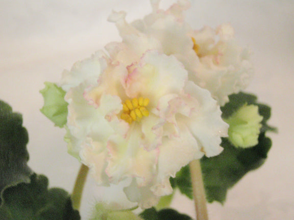 Sunkissed Rose - African Violet