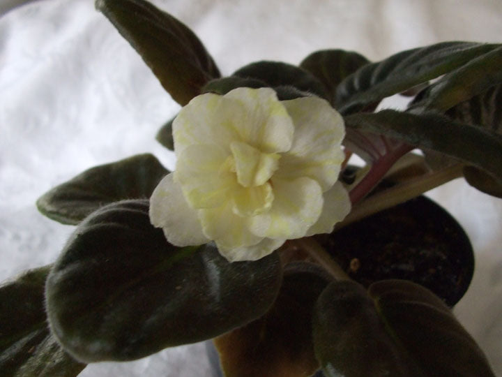 Warm Sunshine - African Violet