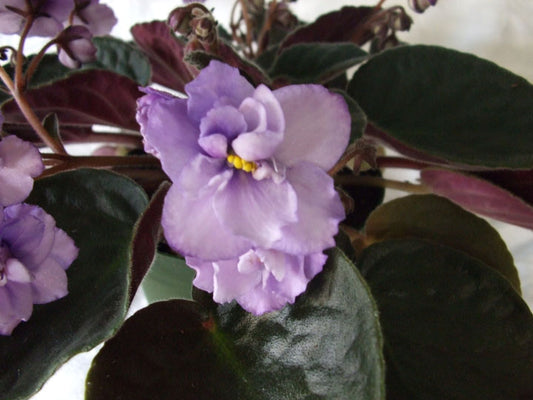 Wisteria - African Violet