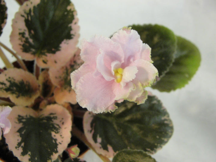 Wrangler's Petticoat Chaser - African Violet