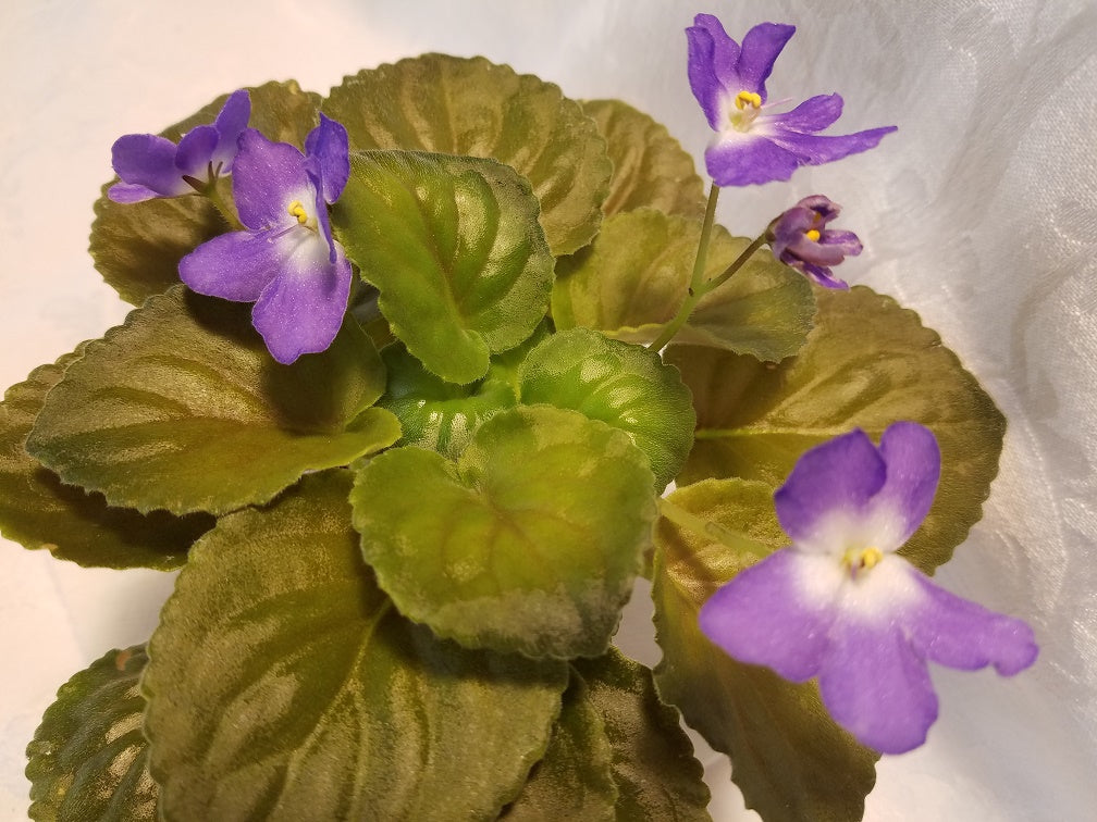 Yesterday's Eye Spy  - African Violet